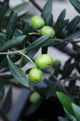 Small branch of olive trees