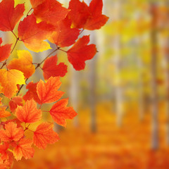 branch with autumn leaves