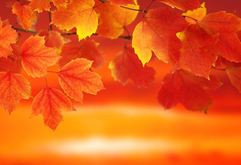  branch with autumn leaves