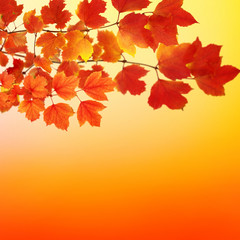 Fototapeta premium branch with autumn leaves