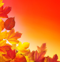  branch with autumn leaves