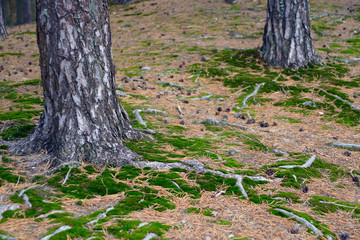 Land near the trunks of pine trees