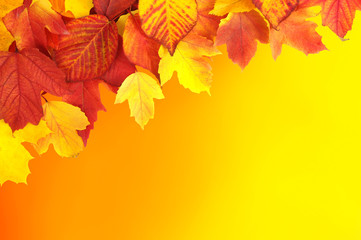  branch with autumn leaves