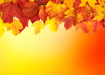  branch with autumn leaves