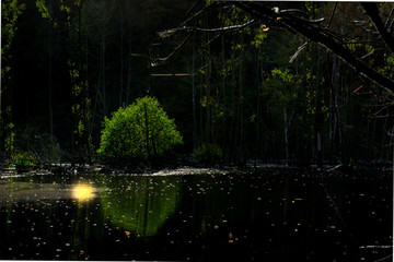 Wald See im Mondschein bei Vollmond