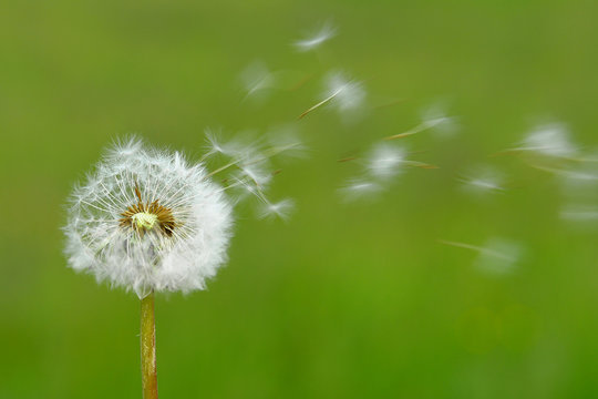 Fototapeta dandelion blowing in the wind on green blurred background