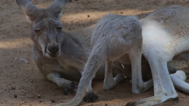 little kangaroo drinking milk from the mother kangaroo