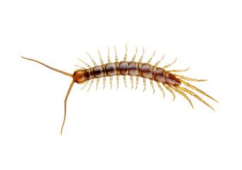  centipede