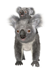 Fototapeta premium Koalas