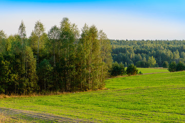 Plowed hills with green shoots of wheat field against the backdr