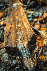 Water in Forest