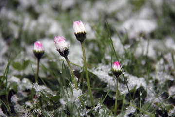 geschlossene Gänseblümchen im Schnee © JuliaNaether
