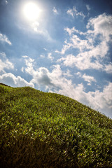 Meadow in the spring
