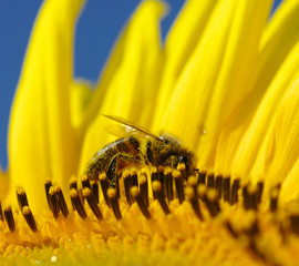 bee and sunflower