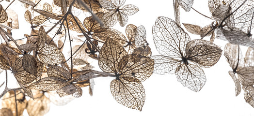 autumn leaves in the detail