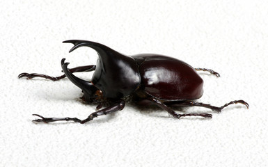 beetle
