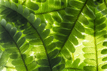 green leaves in the detail