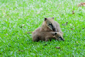 Coatis at Iguacu (Iguazu) falls on a border of Brazil and Argentina