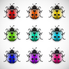 Obraz premium ladybugs