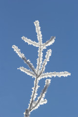 naked branch covered with hoarfrost