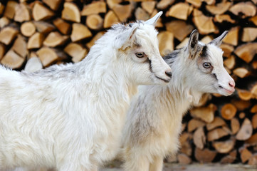 Two funny young goatlings standing on the farm yard