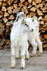 Two young goatlings standing on the farm yard
