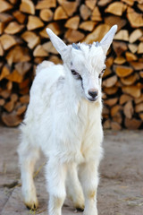 A young goatling standing on the farm yard