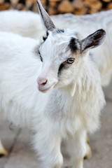 A young goatling standing on the farm yard