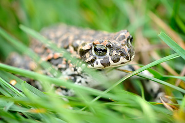 Green frog (Bufo viridis) on a green grass
