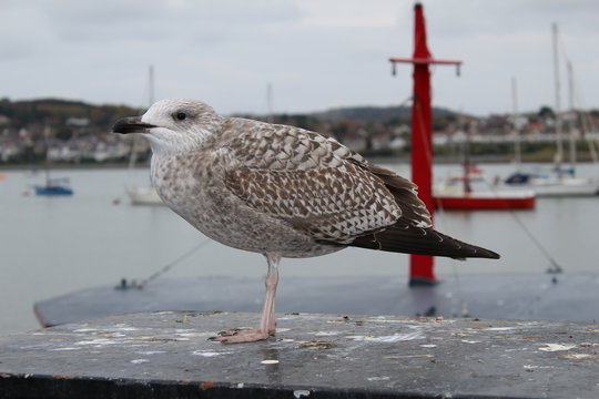 Baby seagull