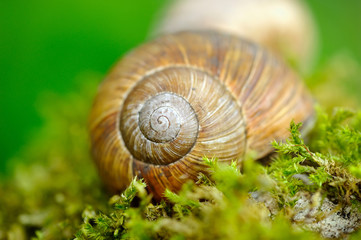 Snail on the moss