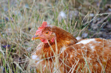 Young hen on autumn grass