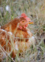 Young hen on autumn grass