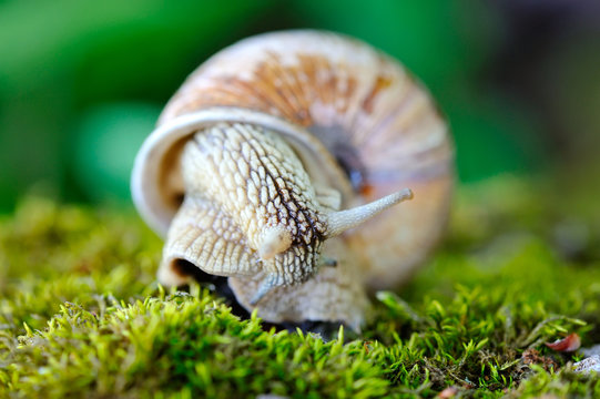 Snail crawling on the moss