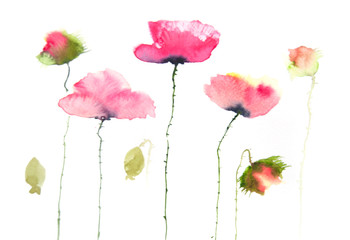 Fototapeta premium Modern art of poppy painting, watercolor illustrator