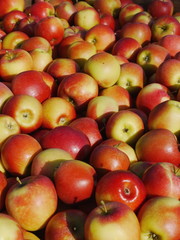 many apples in wooden boxes