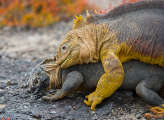 Two land iguanas in the mating season. Rare shot. Galapagos Islands. An excellent illustration.