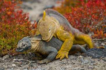 Two land iguanas in the mating season. Rare shot. Galapagos Islands. An excellent illustration.