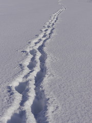 path winter landscape