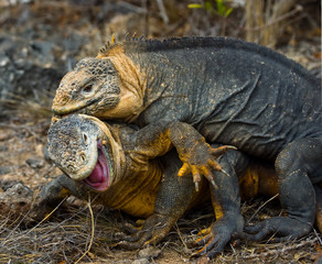 Two land iguanas in the mating season. Rare shot. Galapagos Islands. An excellent illustration.