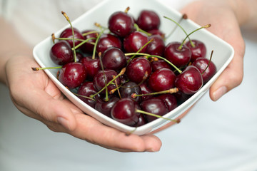 Hands holding ripe cherries