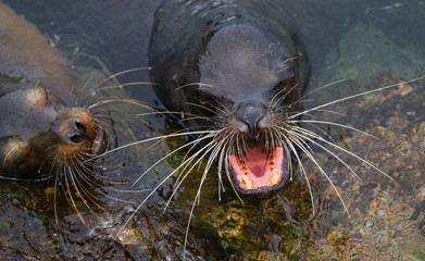 Sea lion got out of the water and opened his mouth. Ocean. Galapagos. perfect illustration.