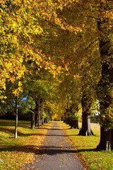 Fototapeta na wymiar Baumallee im goldenen Herbst