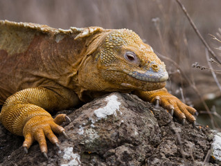 Portrait of land iguanas on the Galapagos. Islands. An excellent illustration. Close-up.