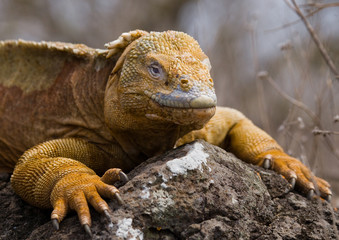 Portrait of land iguanas on the Galapagos. Islands. An excellent illustration. Close-up.