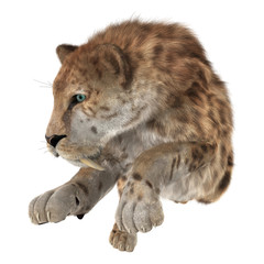 Big Cat Sabertooth