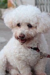 White poodle dog sitting staring.