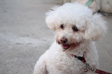 White poodle dog sitting staring.