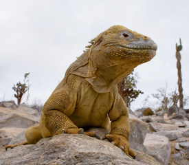 Portrait of land iguanas on the Galapagos. Islands. An excellent illustration. Close-up.