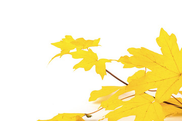 Colorful Fall leaves